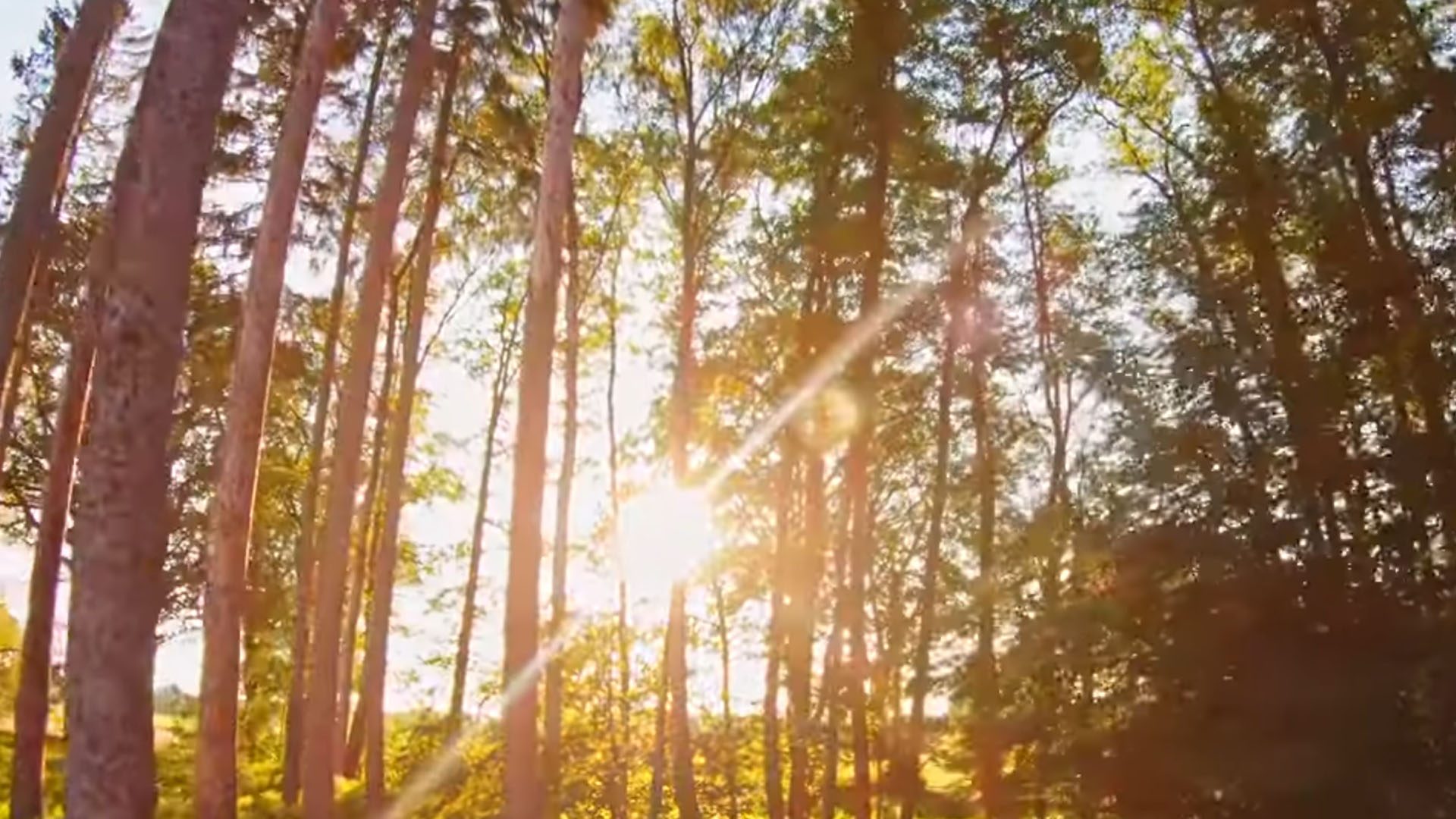 Sunlight shining through a pine forest, the renewable source of lignin